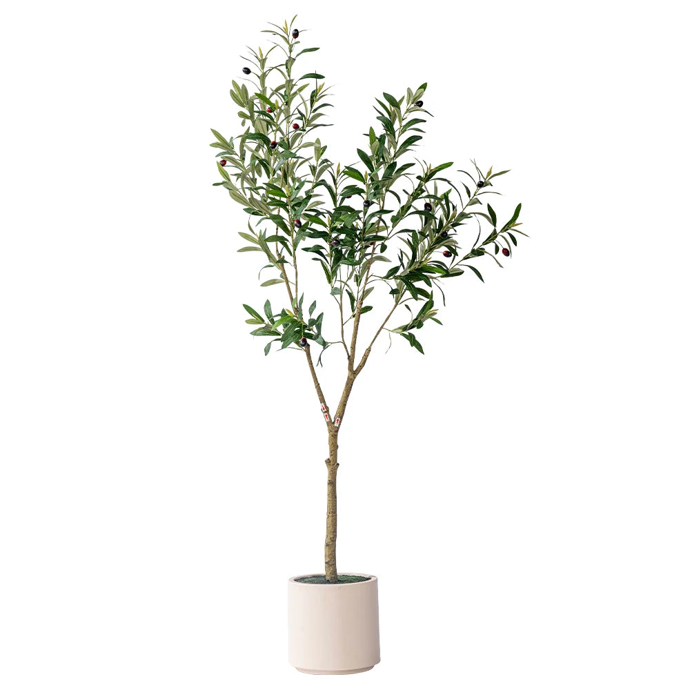 Olive tree - Coming soon!